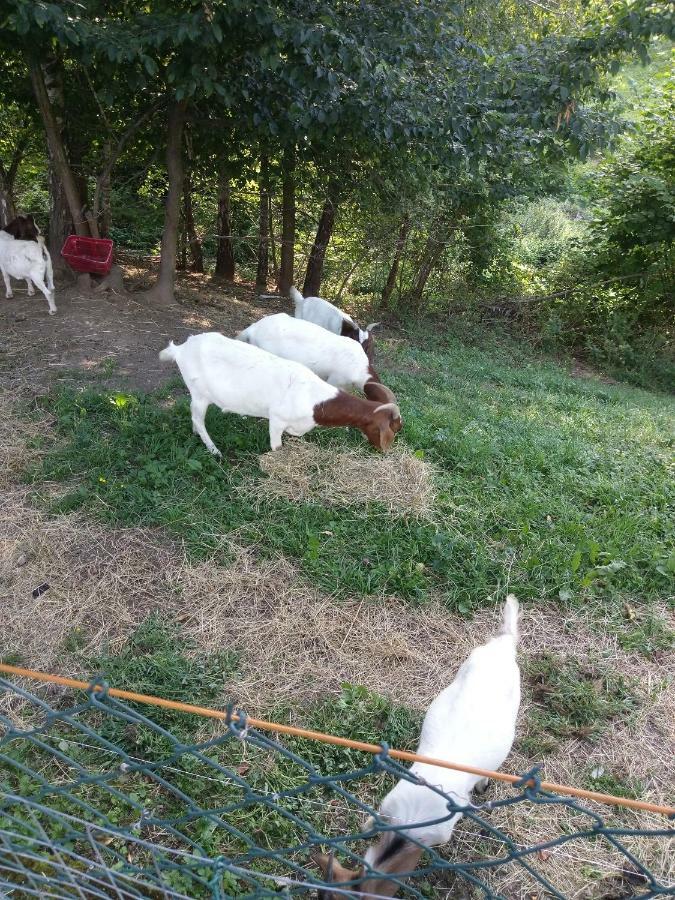 Sostanj Velenje Ravne Sobe Rooms Vrtacnik D O O Luaran gambar